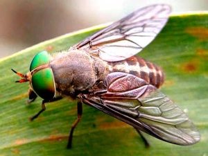 Овод: звичайна муха або небезпечний паразит