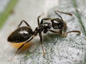 Як боротися з мурахами фараоновими