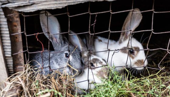 Шеди для кроликів своїми руками: відео