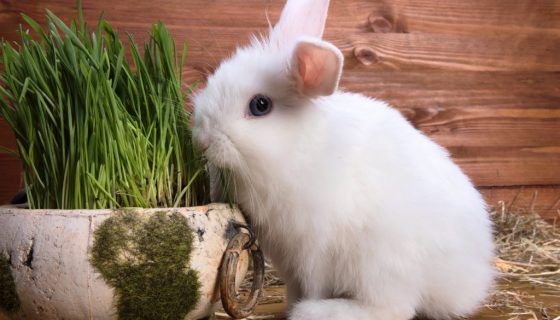 Кокцидіостатики для кроликів: які бувають