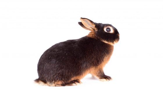 Чорно бурий кролик: опис породи, характеристика