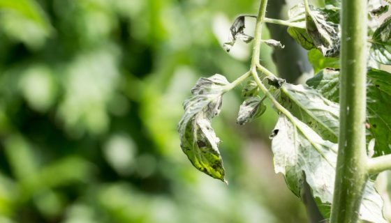 Чому у томатів скручуються листя і верхівки: що робити