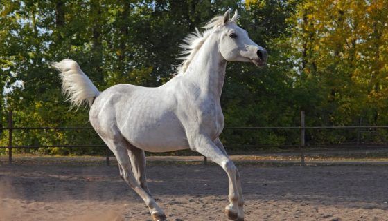 Кінський галоп