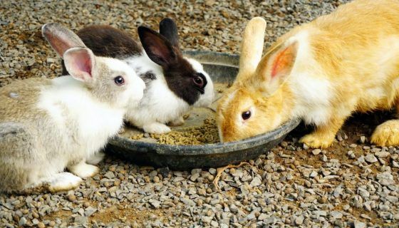 Мокрий хвіст у кролика: причини, що робити