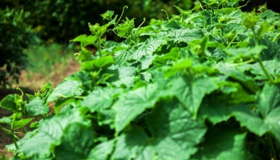 Кущовий огірок: опис сорту, характеристики, фото, відгуки