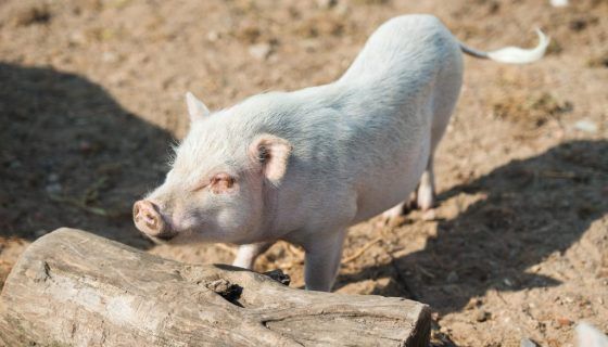 Рожа свиней: симптоми і лікування, фото