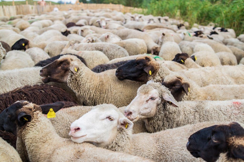 Розведення овець в домашніх умовах: утримання та догляд