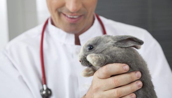 Мокрий хвіст у кролика: причини, що робити