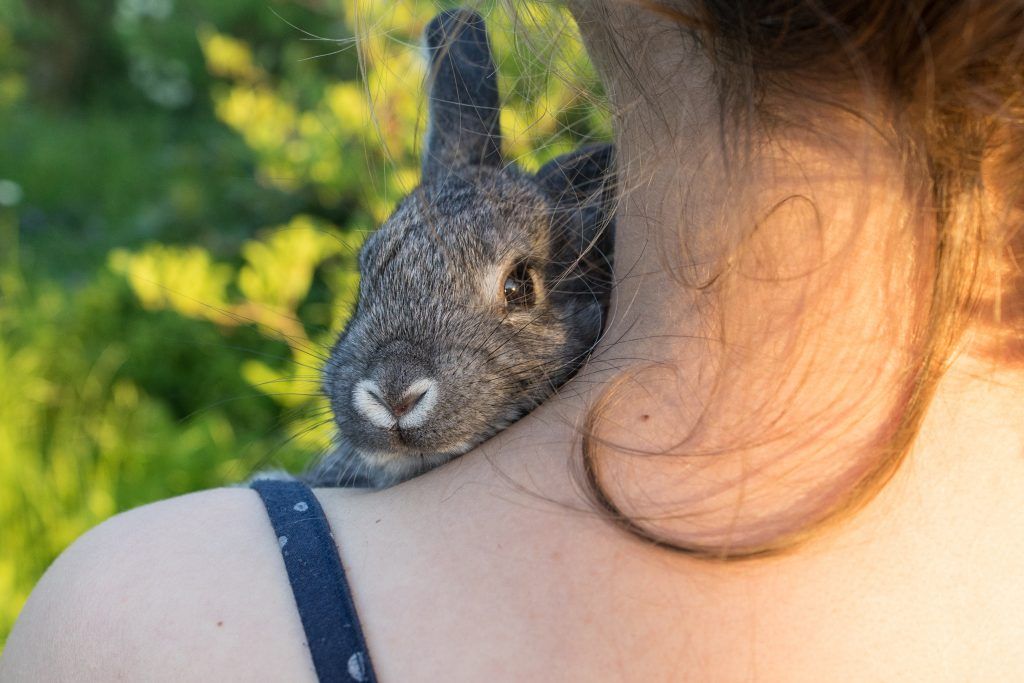 Кролики породи Різен: опис, характеристика