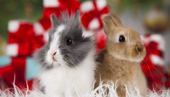 Чи можна давати кроликам кульбаби