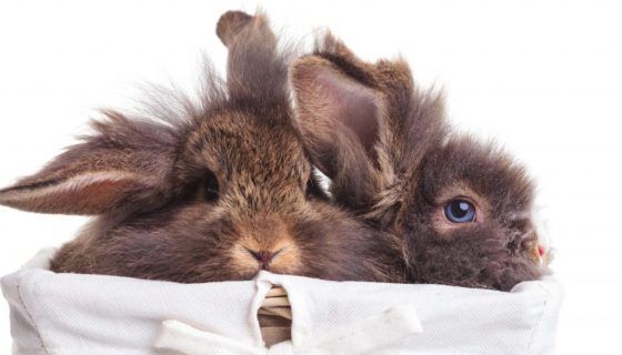 Чіктонік для кроликів: інструкція по застосуванню