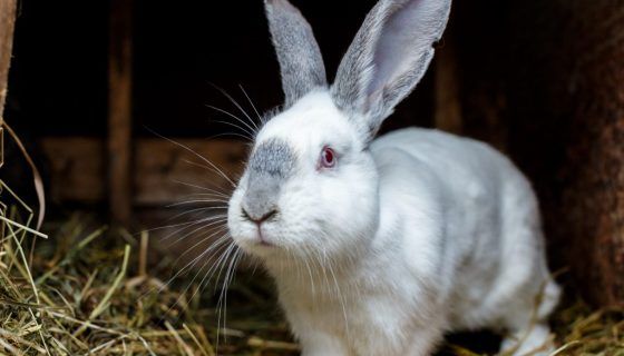 Печінка кролика: користь і шкода