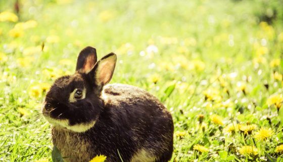 У кролика відмовили лапи: причини, що робити