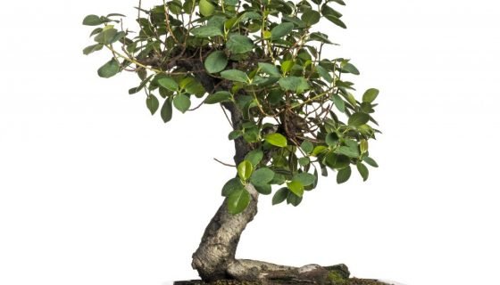 Фікус Притуплений (Ficus retusa): догляд в домашніх умовах, фото