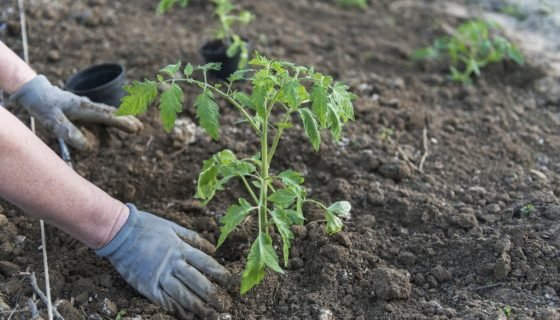 Витягнулася розсада помідорів: чому вона довга і тонка