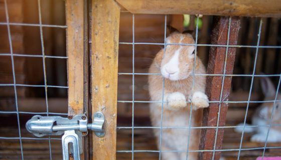 Промислові клітки для кроликів: огляд, відео