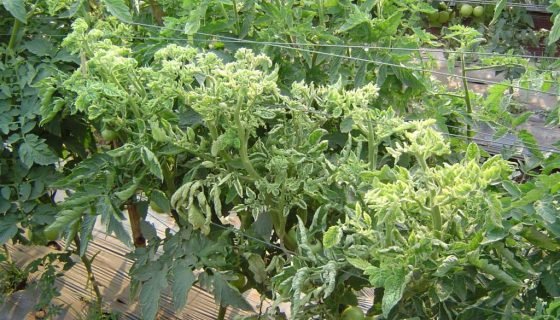 Чому у томатів скручуються листя і верхівки: що робити