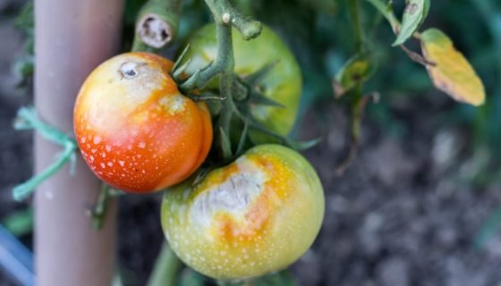 Сіра гниль на томатах: чим лікувати