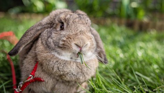 Шлея для кролика: опис, як зробити