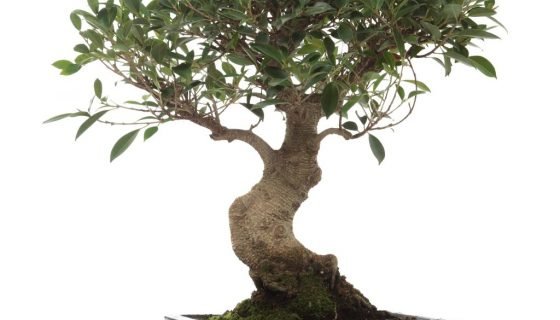 Фікус Притуплений (Ficus retusa): догляд в домашніх умовах, фото