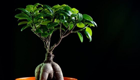 Фікус Притуплений (Ficus retusa): догляд в домашніх умовах, фото