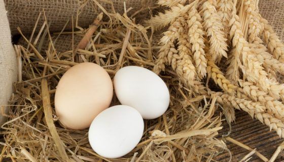 Кури несуть яйця без шкаралупи: що робити