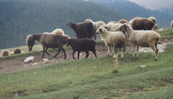 Мясні породи овець і баранів: які бувають, опис