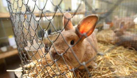 Сітка для кліток кроликів: розміри, опис, відео