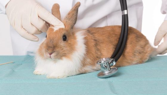 Вакцинація кроликів: які щеплення і коли робити