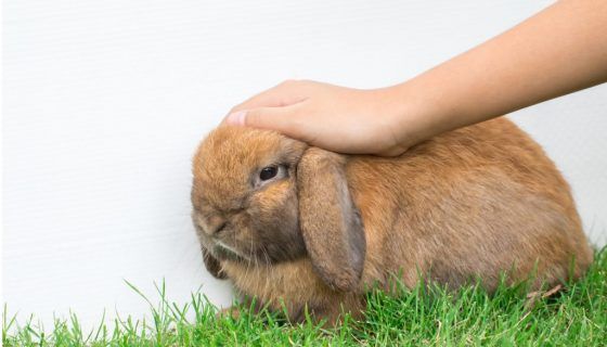 У кролика відмовили лапи: причини, що робити