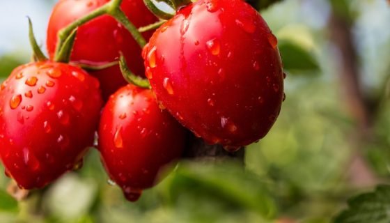 Томат Рожевий Фламінго: опис сорту, характеристики, фото і відгуки