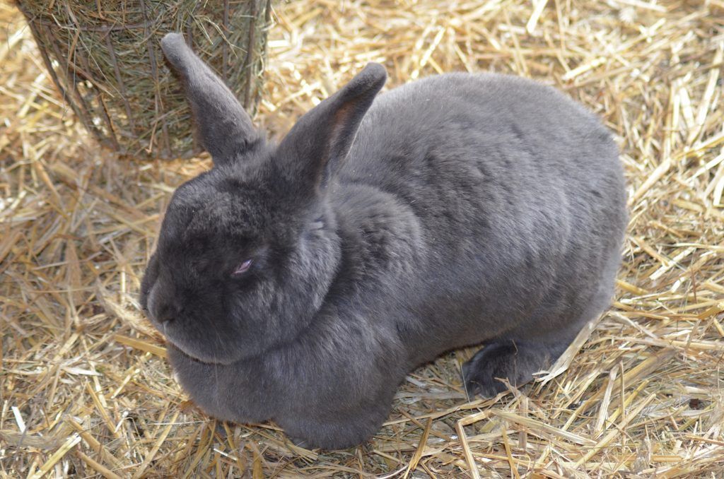 Віденський блакитний кролик: опис та характеристики