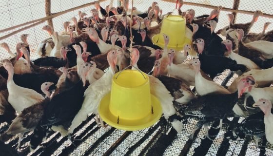 Годування індичат з першого дня: раціон