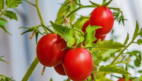 Як підгодувати розсаду помідорів дріжджами: коли краще