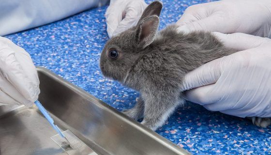 Кокцидіоз у кроликів: симптоми і лікування
