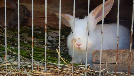 Промислові клітки для кроликів: огляд, відео