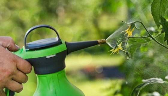 Сульфат калію для томатів: як застосовувати добриво