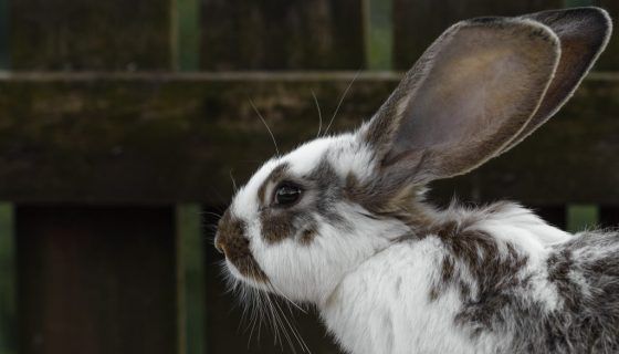 Шлея для кролика: опис, як зробити