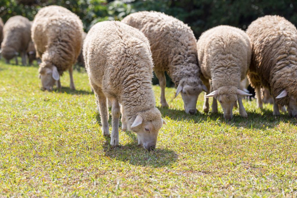 Розведення овець в домашніх умовах: утримання та догляд