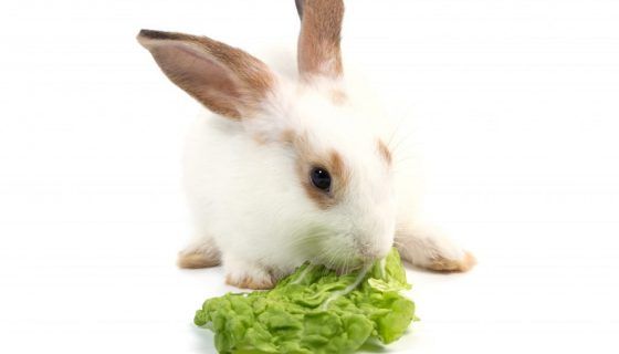 Чи можна давати кроликам капусту