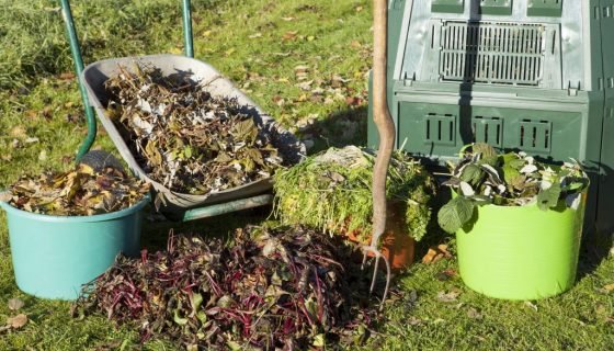 Мульчування помідорів в теплицях та відкритому грунті: коли і чим