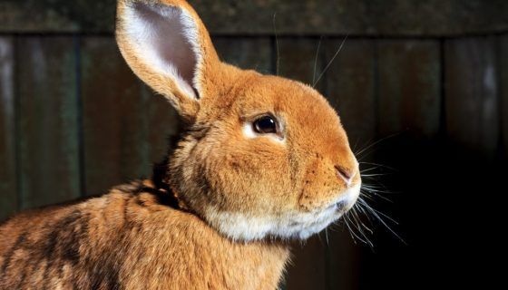 Чому у кролика мокра мордочка: чим лікувати