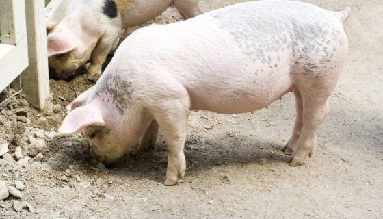 Короста у свиней: симптоми і лікування