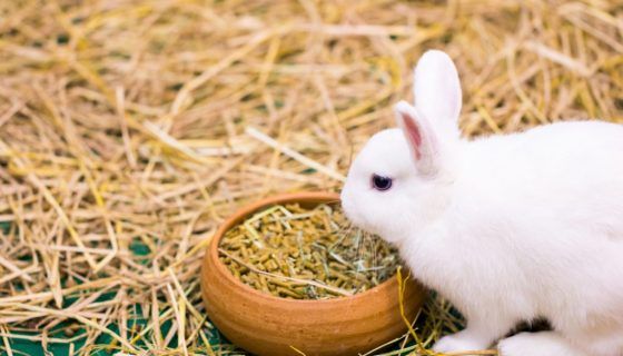 Кокцидіостатики для кроликів: які бувають