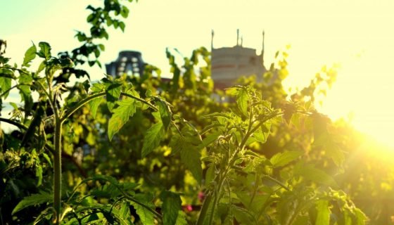 Помідор Спрут: опис дерева, фото, відгуки