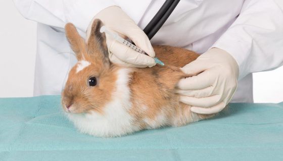 Вакцинація кроликів: які щеплення і коли робити