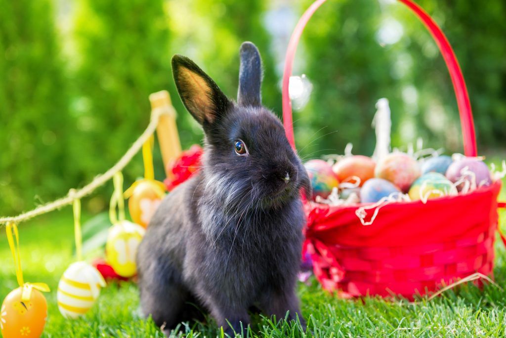 Віденський блакитний кролик: опис та характеристики