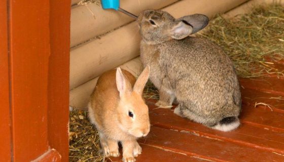 Вольєр для кроликів: зміст, будівництво