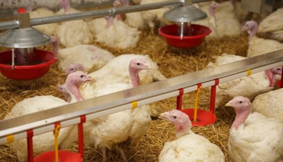 Годування індичат з першого дня: раціон