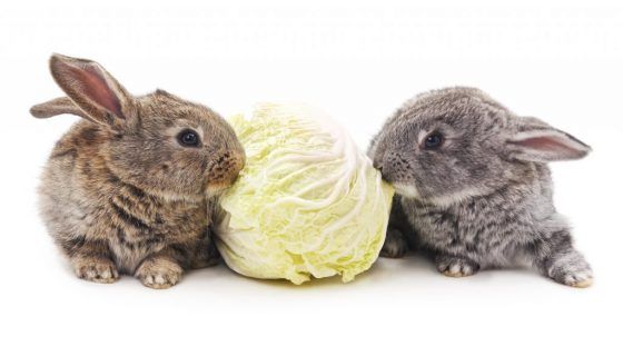 Чи можна давати кроликам капусту